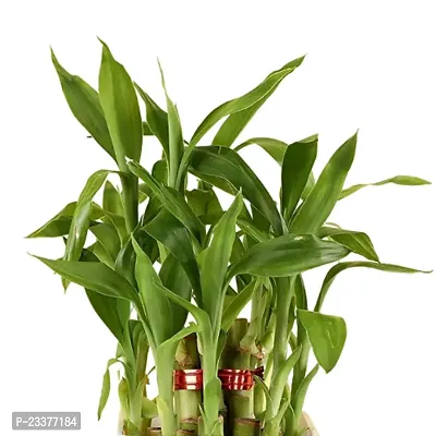 Phulwa Combo set of 2 Plants- Rubber Plant and  2 Layer Lucky bamboo Plant  with White and Yellow Pot-Best Indoor Plant-Air-purified Plant Best Gift for Good Health-thumb2