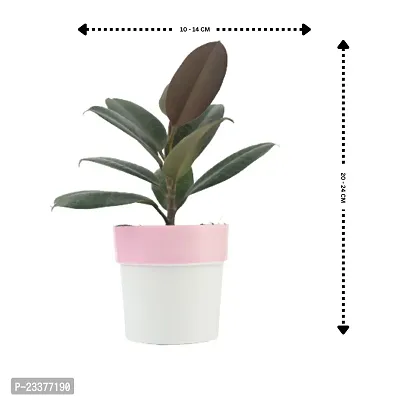 Phulwa Combo set of 2 Plants of Rubber Plant with Red N White and Pink N White| NASA Approved Plant | Air-Purified Plants| Green Gift| Best Plant for Office Desk| Home Decor-thumb2