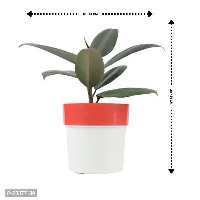 Phulwa Combo set of 2 Plants of Rubber Plant with Red N White and Pink N White| NASA Approved Plant | Air-Purified Plants| Green Gift| Best Plant for Office Desk| Home Decor-thumb3