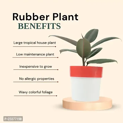 Phulwa Combo set of 2 Plants of Rubber Plant with Red N White and Pink N White| NASA Approved Plant | Air-Purified Plants| Green Gift| Best Plant for Office Desk| Home Decor-thumb5