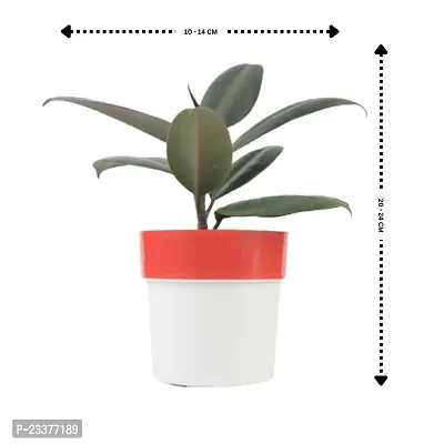 Phulwa combo set of 2 Plants of Rubber Plant with Blue N white and Red N White | NASA Approved Plant | Air-Purified Plants| Green Gift| Best Plant for Office Desk| Home Decor-thumb3