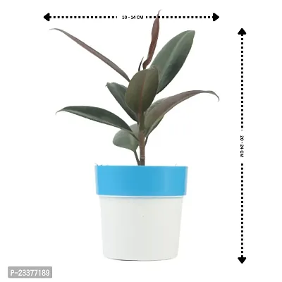 Phulwa combo set of 2 Plants of Rubber Plant with Blue N white and Red N White | NASA Approved Plant | Air-Purified Plants| Green Gift| Best Plant for Office Desk| Home Decor-thumb2