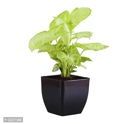 Phulwa Combo set of 2 plant- Rubber Plant and Syngonium Plant with White Ruby Pot with Black Square Pot | NASA Approved Plant | Air-Purified Plants| Green Gift| Best Plant for Office Desk| Home Decor-thumb3