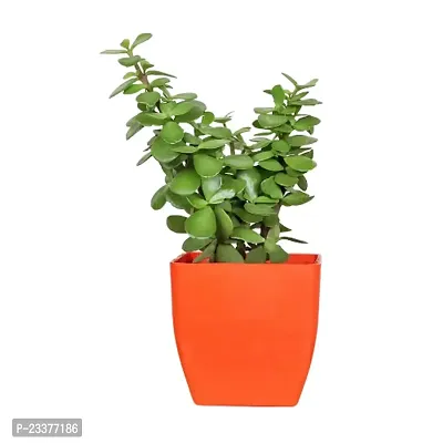 Phulwa combo set of 2 Plants- Rubber Plant and Jade Plant with Red Ruby Pot and Orange Square Pot | NASA Approved Plant | Air-Purified Plants| Green Gift| Best Plant for Office Desk| Home Decor-thumb2