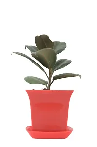 Phulwa combo set of 2 Plants- Rubber Plant and Jade Plant with Red Ruby Pot and Orange Square Pot | NASA Approved Plant | Air-Purified Plants| Green Gift| Best Plant for Office Desk| Home Decor-thumb2