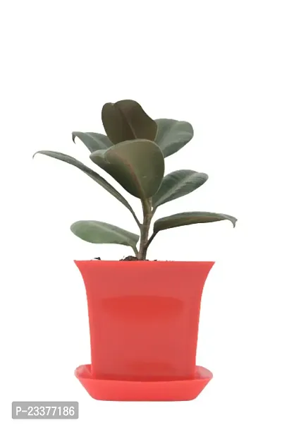 Phulwa combo set of 2 Plants- Rubber Plant and Jade Plant with Red Ruby Pot and Orange Square Pot | NASA Approved Plant | Air-Purified Plants| Green Gift| Best Plant for Office Desk| Home Decor-thumb3