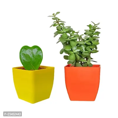 Phulwa Jade Plant in plastic  and Hoya Heart Plant with Orange - Yellow  Pot  | Easy Care Indoor | Home  Office Decor | Plant for Gifting | Pack of 2