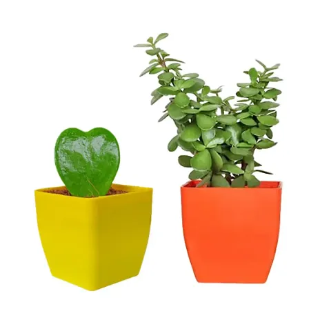 Limited Stock!! Plant & Planters 