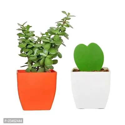 Phulwa  Jade Plant in  Orange plastic  and  Hoya Heart Plant in White Square Pot| Easy Care Indoor | Home  Office Decor | Plant for Gifting | Pack of 2