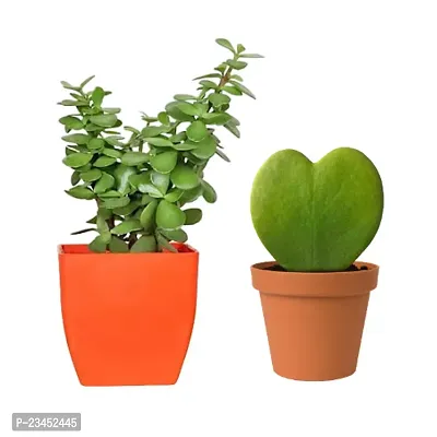 Phulwa Jade Plant in plastic   Hoya Heart Plant in  Pot| Easy Care Indoor | Home  Office Deacute;cor | Plant for Gifting | Pack of 2-thumb0