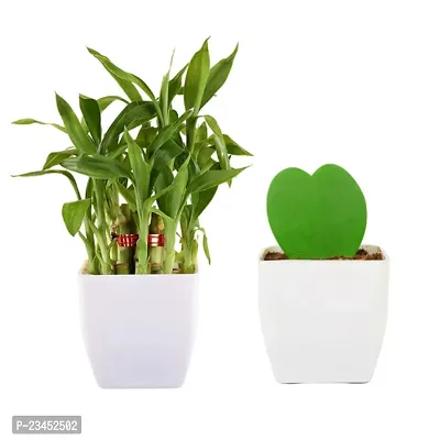 Phulwa 2 Layer Lucky Bamboo and   Hoya Heart Plant in White Plastic  Pot| Easy Care Indoor | Home  Office Deacute;cor | Plant for Gifting | Pack of 2