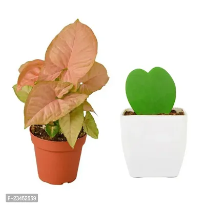 PHULWA Hoya Heart Plant With Brown Round Pot And Pink Syngonium Live Plant with White square pot Easy Care Indoor  Outdoor Plant | Plant for Gifting | Pack of 2