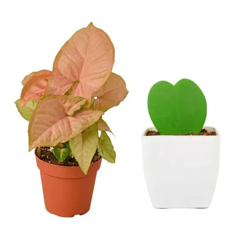 Limited Stock!! Plant & Planters 