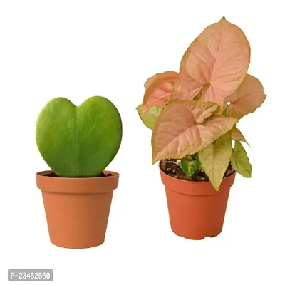 PHULWA Hoya Heart Plant With Brown Round Pot And Pink Syngonium Live Plant with Brown Round pot Easy Care Indoor  Outdoor Plant | Plant for Gifting | Pack of 2