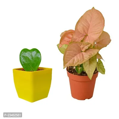 PHULWA Hoya Heart Plant With Yellow Square Pot And Pink Syngonium Live Plant with Brown Round pot Easy Care Indoor  Outdoor Plant | Plant for Gifting | Pack of 2