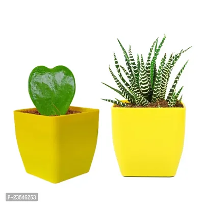 Phulwa 3 Layer Haworthia Attenuata Zebra  Hoya Heart Plant in  Pot| Easy Care Indoor | Home  Office Deacute;cor | Plant for Gifting | Pack of 2