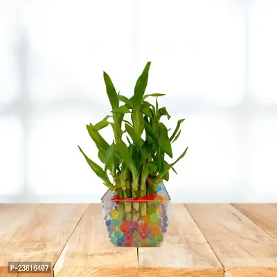 Phulwa 2 Layers Lucky bamboo With Square Clear Pot | Good Luck Plant | Great Gift for Birthday | Home Decor