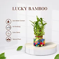 Phulwa 2 Layers Lucky bamboo With Square Clear Pot | Good Luck Plant | Great Gift for Birthday | Home Decor-thumb3