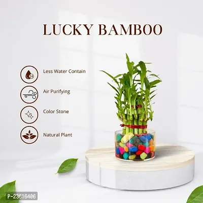 Phulwa 2 Layers Lucky bamboo With Square Clear Pot | Good Luck Plant | Great Gift for Birthday | Home Decor-thumb4