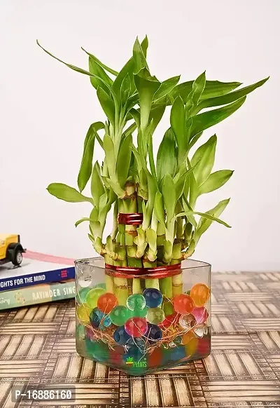 Phulwa Two Layer Lucky Bamboo Plant with Square Glass Pot