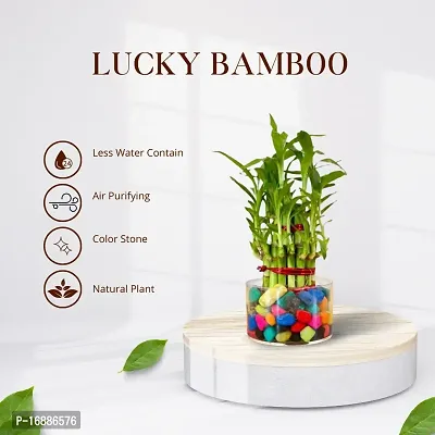 Phulwa Two Layer Lucky Bamboo Plant with Round Glass Pot and Colored Jelly Balls-thumb3