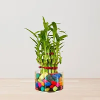 Phulwa Two Layer Lucky Bamboo Plant with Round Glass Pot and Colored Jelly Balls-thumb3