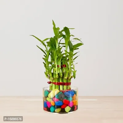 Phulwa Two Layer Lucky Bamboo Plant with Round Glass Pot and Colored Jelly Balls-thumb4