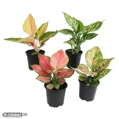 PHULWA | Combo set of 4 Aglaonema Pink , Red desire plant, Snow white plant and Valentine Plant with basic Pot, for Home  Office Deacute;cor | Easy Care | Air Purifying |