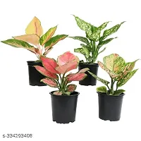 PHULWA | Combo set of 4 Aglaonema Pink , Red desire plant, Snow white plant and Valentine Plant with basic Pot, for Home  Office Deacute;cor | Easy Care | Air Purifying |-thumb1