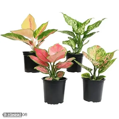 PHULWA | Combo set of 4 Aglaonema Pink , Red desire plant, Snow white plant and Valentine Plant with basic Pot, for Home  Office Deacute;cor | Easy Care | Air Purifying |-thumb2