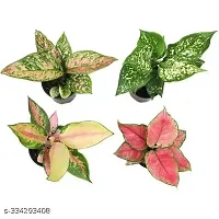 PHULWA | Combo set of 4 Aglaonema Pink , Red desire plant, Snow white plant and Valentine Plant with basic Pot, for Home  Office Deacute;cor | Easy Care | Air Purifying |-thumb2