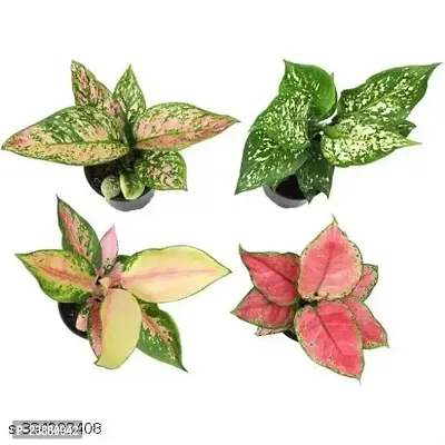 PHULWA | Combo set of 4 Aglaonema Pink , Red desire plant, Snow white plant and Valentine Plant with basic Pot, for Home  Office Deacute;cor | Easy Care | Air Purifying |-thumb4