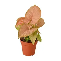 Phulwa Combo set of 2 Plants  Monstera Plant and Syngonium Pink Plant  with Basic Nursery Pot-thumb1