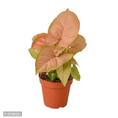 Phulwa Combo set of 2 Plants  Monstera Plant and Syngonium Pink Plant  with Basic Nursery Pot-thumb2