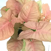 Phulwa Combo set of 2 Plants  Monstera Plant and Syngonium Pink Plant  with Basic Nursery Pot-thumb2