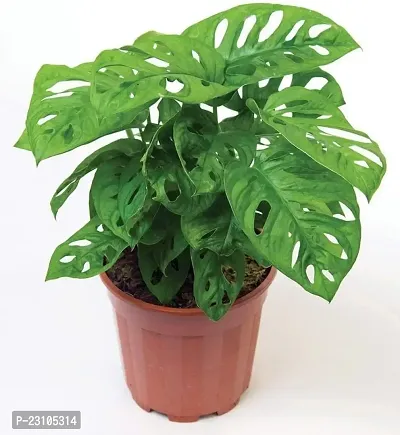 Phulwa Monstera Plant with Nursery Pot-thumb3