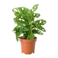 Phulwa Combo set of 2 Plant Monstera Plant and  Hoya Heart Plant -Best Indoor Plant-Air-purified Plant-Best Gift forever-thumb3