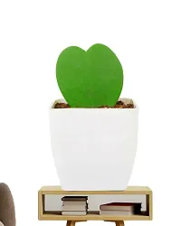 Phulwa Combo set of 2 Plant Monstera Plant and  Hoya Heart Plant -Best Indoor Plant-Air-purified Plant-Best Gift forever-thumb1