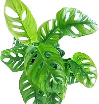 Phulwa Combo set of 2 Plant Monstera Plant and  Hoya Heart Plant -Best Indoor Plant-Air-purified Plant-Best Gift forever-thumb2