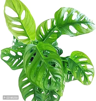 Phulwa Combo set of 2 Plant Monstera Plant and  Hoya Heart Plant -Best Indoor Plant-Air-purified Plant-Best Gift forever-thumb3