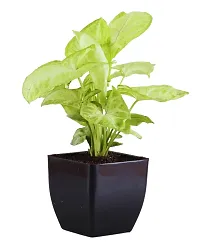 Phulwa Combo set of 2 Plant Monstera Plant and  Syngonium Plant -Best Indoor Plant-Air-purified Plant-Best Gift forever-thumb4