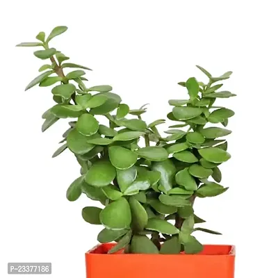 Phulwa combo set of 2 Plants- Rubber Plant and Jade Plant with Red Ruby Pot and Orange Square Pot | NASA Approved Plant | Air-Purified Plants| Green Gift| Best Plant for Office Desk| Home Decor-thumb4