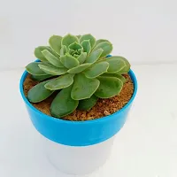 Phulwa Sedeveria Green Rose - Succulent Plant with Blue and White | Low Maintenance Plant | Miniature Garden Plant| Indoor  Outdoor Plants | Gift for Birthday | Home Decorative Cacti  Succulents-thumb1