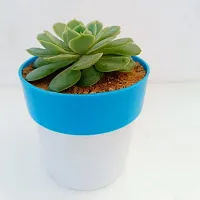 Phulwa Sedeveria Green Rose - Succulent Plant with Blue and White | Low Maintenance Plant | Miniature Garden Plant| Indoor  Outdoor Plants | Gift for Birthday | Home Decorative Cacti  Succulents-thumb2