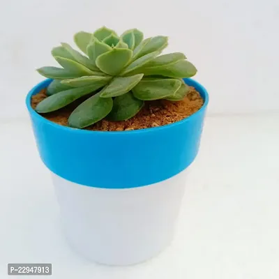 Phulwa Sedeveria Green Rose - Succulent Plant with Blue and White | Low Maintenance Plant | Miniature Garden Plant| Indoor  Outdoor Plants | Gift for Birthday | Home Decorative Cacti  Succulents-thumb3