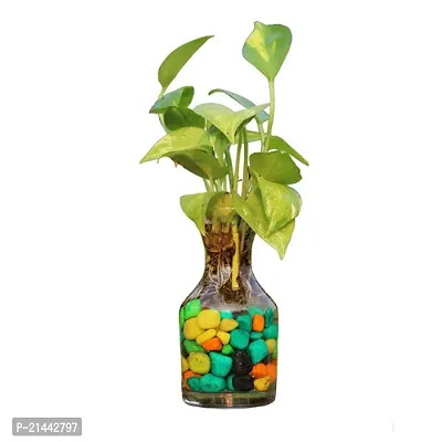 PHULWA Golden Money Plant With Glass Bottle and Pink Syngonium| Best Home Deacute;cor Item| Good Luck |-thumb3