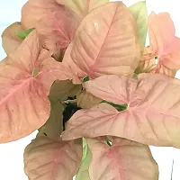 PHULWA Golden Money Plant With Glass Bottle and Pink Syngonium| Best Home Deacute;cor Item| Good Luck |-thumb3