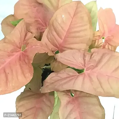 PHULWA Golden Money Plant With Glass Bottle and Pink Syngonium| Best Home Deacute;cor Item| Good Luck |-thumb4