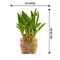 Phulwa combo set of 2 plant rubber plant and Lucky bamboo | NASA Approved Plant | Air-Purified Plants| Green Gift| Best Plant for Office Desk| Home Decor-thumb2