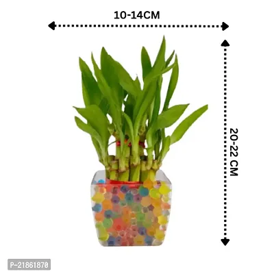 Phulwa combo set of 2 plant rubber plant and Lucky bamboo | NASA Approved Plant | Air-Purified Plants| Green Gift| Best Plant for Office Desk| Home Decor-thumb3